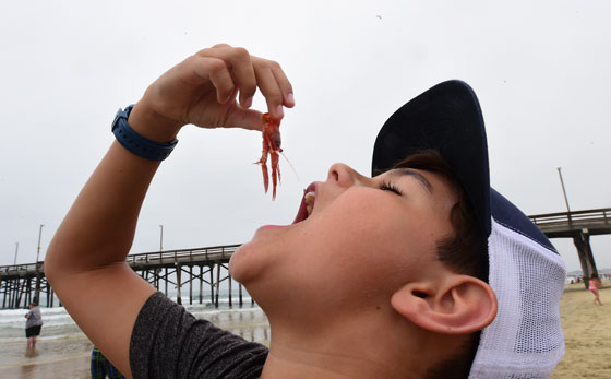 سرطان التونة يغزو شواطئ كاليفورنيا.. ويثير بلبلة سكانها  صورة رقم 10