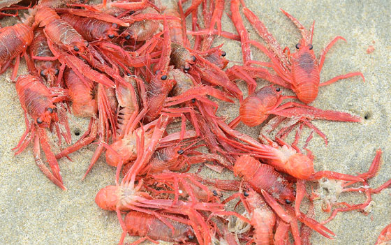 سرطان التونة يغزو شواطئ كاليفورنيا.. ويثير بلبلة سكانها  صورة رقم 11