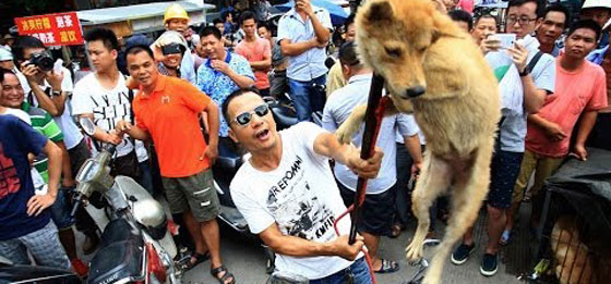 صينية تدفع 1000 يورو لانقاذ مجموعة كلاب من الذبح والطهي صورة رقم 5 صينية تدفع 1000 يورو لانقاذ مجموعة كلاب من الذبح والطهي صورة رقم 5