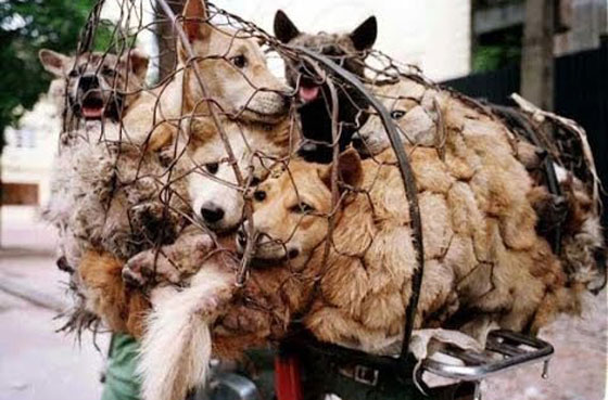 صينية تدفع 1000 يورو لانقاذ مجموعة كلاب من الذبح والطهي صورة رقم 6 صينية تدفع 1000 يورو لانقاذ مجموعة كلاب من الذبح والطهي صورة رقم 6