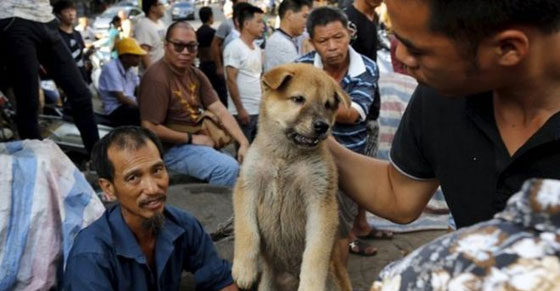 صينية تدفع 1000 يورو لانقاذ مجموعة كلاب من الذبح والطهي صورة رقم 9 صينية تدفع 1000 يورو لانقاذ مجموعة كلاب من الذبح والطهي صورة رقم 9