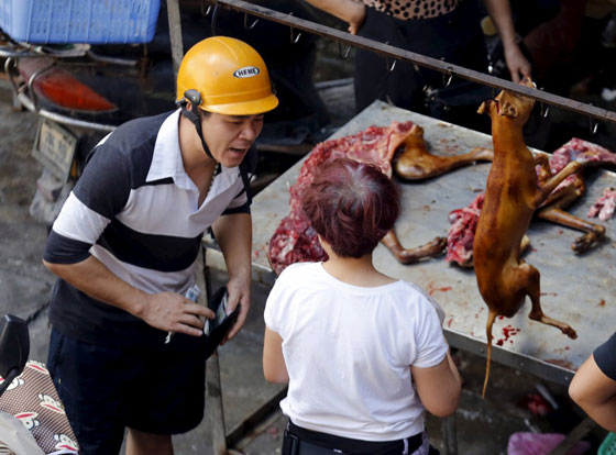 صينية تدفع 1000 يورو لانقاذ مجموعة كلاب من الذبح والطهي صورة رقم 10