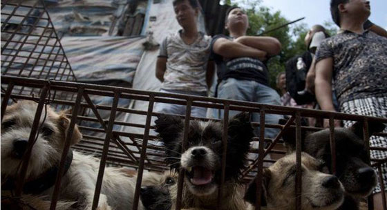 صينية تدفع 1000 يورو لانقاذ مجموعة كلاب من الذبح والطهي صورة رقم 11 صينية تدفع 1000 يورو لانقاذ مجموعة كلاب من الذبح والطهي صورة رقم 11