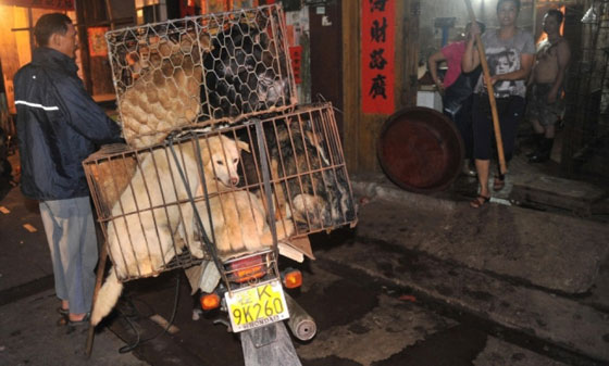 صينية تدفع 1000 يورو لانقاذ مجموعة كلاب من الذبح والطهي صورة رقم 15 صينية تدفع 1000 يورو لانقاذ مجموعة كلاب من الذبح والطهي صورة رقم 15