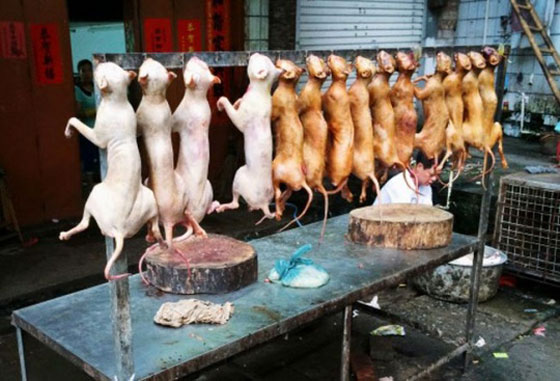 صينية تدفع 1000 يورو لانقاذ مجموعة كلاب من الذبح والطهي صورة رقم 18 صينية تدفع 1000 يورو لانقاذ مجموعة كلاب من الذبح والطهي صورة رقم 18