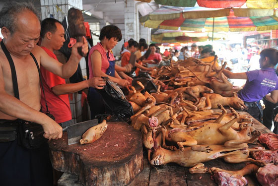 صينية تدفع 1000 يورو لانقاذ مجموعة كلاب من الذبح والطهي صورة رقم 20 صينية تدفع 1000 يورو لانقاذ مجموعة كلاب من الذبح والطهي صورة رقم 20