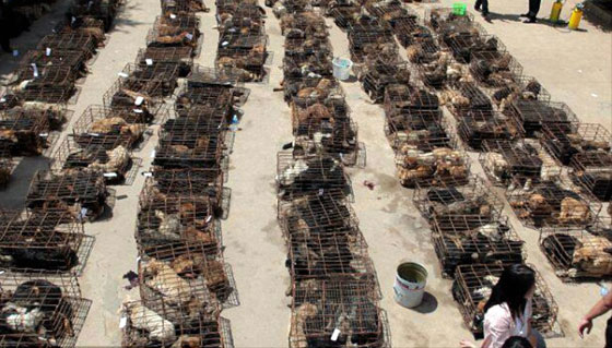 صينية تدفع 1000 يورو لانقاذ مجموعة كلاب من الذبح والطهي صورة رقم 22 صينية تدفع 1000 يورو لانقاذ مجموعة كلاب من الذبح والطهي صورة رقم 22