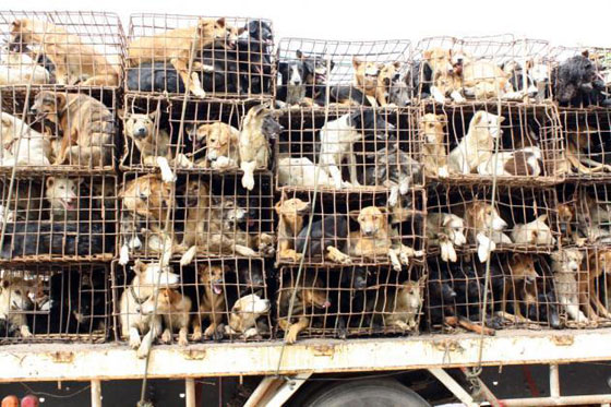 صينية تدفع 1000 يورو لانقاذ مجموعة كلاب من الذبح والطهي صورة رقم 25 صينية تدفع 1000 يورو لانقاذ مجموعة كلاب من الذبح والطهي صورة رقم 25