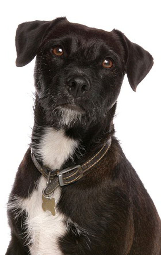 بالصور.. الغيرة دفعت كلب العائلة المدلل لقتل رضيع عمره 3 اسابيع صورة رقم 2 بالصور.. الغيرة دفعت كلب العائلة المدلل لقتل رضيع عمره 3 اسابيع صورة رقم 2