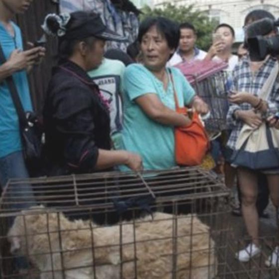 صينية تدفع 1000 يورو لانقاذ مجموعة كلاب من الذبح والطهي صورة رقم 2