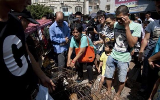 صينية تدفع 1000 يورو لانقاذ مجموعة كلاب من الذبح والطهي صورة رقم 1