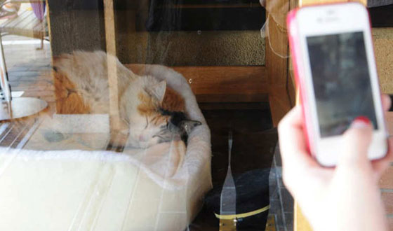 اليابان: الموت يغيب القطة تاما ناظرة محطة القطار ويحرم محبيها منها صورة رقم 6