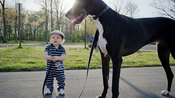 كلبي أكبر مني.. صورة تحصد مليوني معجب على الانترنت صورة رقم 1 كلبي أكبر مني.. صورة تحصد مليوني معجب على الانترنت صورة رقم 1