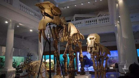 اكتشاف استثنائي.. رومانيا تعثر على متحجرات سلف الفيل تعود الى 7ملايين عام!! صورة رقم 1 اكتشاف استثنائي.. رومانيا تعثر على متحجرات سلف الفيل تعود الى 7ملايين عام!! صورة رقم 1