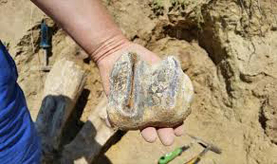 اكتشاف استثنائي.. رومانيا تعثر على متحجرات سلف الفيل تعود الى 7ملايين عام!! صورة رقم 2 اكتشاف استثنائي.. رومانيا تعثر على متحجرات سلف الفيل تعود الى 7ملايين عام!! صورة رقم 2
