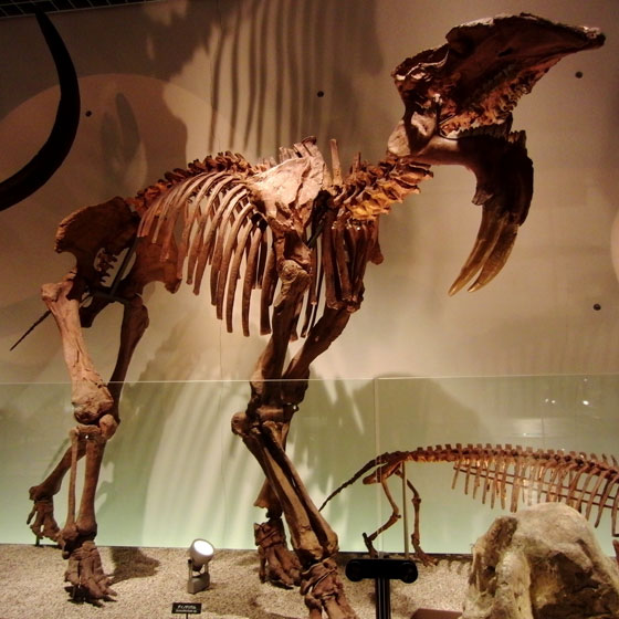 اكتشاف استثنائي.. رومانيا تعثر على متحجرات سلف الفيل تعود الى 7ملايين عام!! صورة رقم 3 اكتشاف استثنائي.. رومانيا تعثر على متحجرات سلف الفيل تعود الى 7ملايين عام!! صورة رقم 3