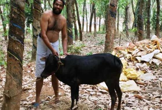 الهند تربي الأبقار القزمة لانها تتحمل الحر وتقتصد في الاكل صورة رقم 1 الهند تربي الأبقار القزمة لانها تتحمل الحر وتقتصد في الاكل صورة رقم 1