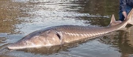 سمكة من دون اسنان تنتزع الحياة من طلفة اثناء ركوبها قاربا مع ذويها صورة رقم 1