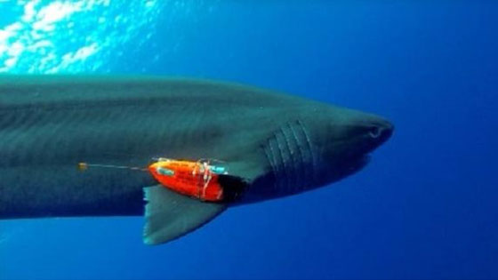 اطلاق اكبر مشروع لتعداد اسماك القرش في العالم صورة رقم 1