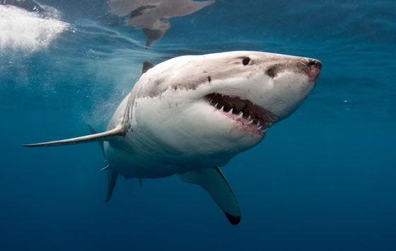 اطلاق اكبر مشروع لتعداد اسماك القرش في العالم صورة رقم 2