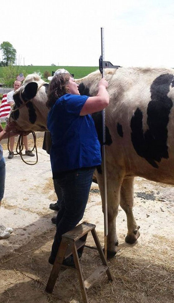 الموت يغيب بلوسوم.. اطول بقرة في التاريخ صورة رقم 6