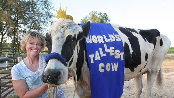 الموت يغيب بلوسوم.. اطول بقرة في التاريخ صورة رقم 4