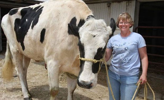 الموت يغيب بلوسوم.. اطول بقرة في التاريخ صورة رقم 5