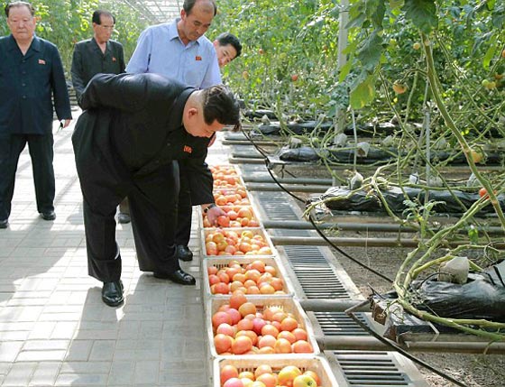 لماذا يتفحص كيم جونغ الخضروات بالميكروسكوب قبل تناوله له؟ صورة رقم 5