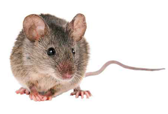 فأر ارهابي أفسد ليلة القدر واصاب 81 شخصا بجروح في المغرب صورة رقم 1 فأر ارهابي أفسد ليلة القدر واصاب 81 شخصا بجروح في المغرب صورة رقم 1