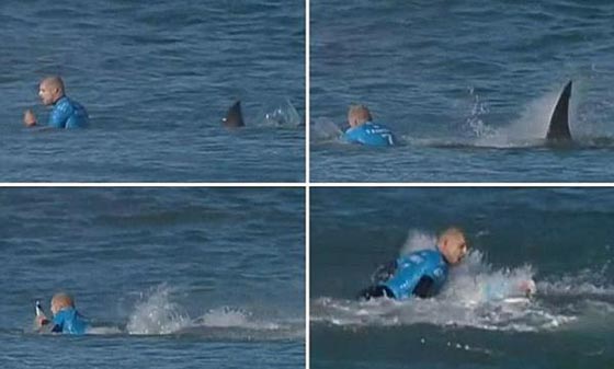 يالفيديو.. بطل العالم في ركوب الامواج يصارع قرشا بالبث المباشر صورة رقم 1