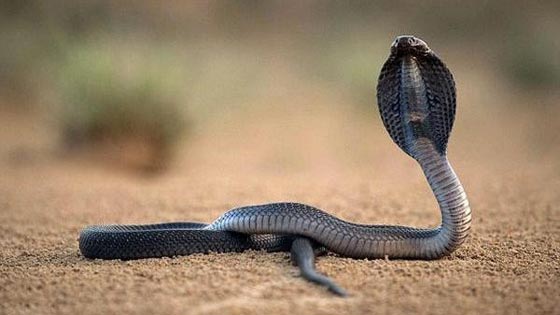 هل قتلت حية الكوبرا صاحبها وهربت الى الشارع لتسحقها سيارة؟ صورة رقم 1