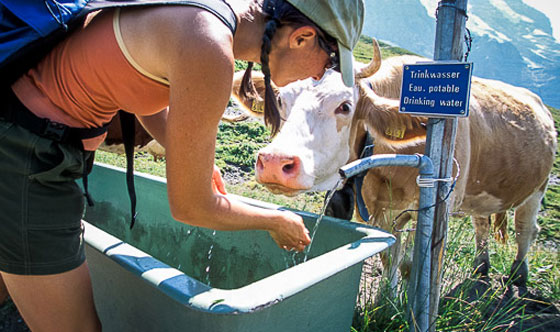 استدعاء وحدات الجيش السويسري لسد ظمأ الابقار بسبب موجة الحر صورة رقم 1