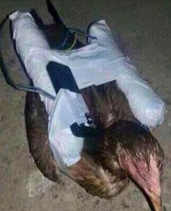 فنون القتل من داعش.. الدجاج الانتحاري لتفجير مواقع اعدائه صورة رقم 2