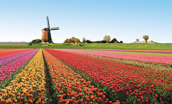 خطر ازهار هولندا يقلق روسيا..  من اقصاها الا اقصاها صورة رقم 1