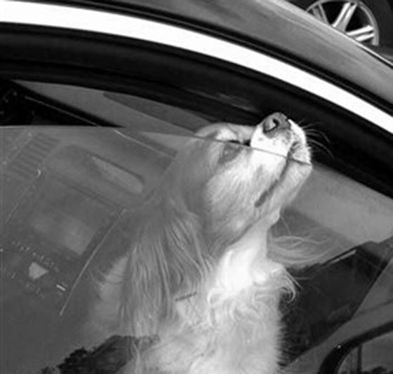 في 17 ولاية امريكية.. حطم قفل السيارة لانقاذ من فيها والقانون الى جانبك صورة رقم 1