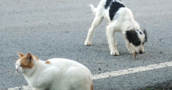 منح الكلاب والقطط حقوقا مساوية لحقوق البشر.. في مدينة اسبانية صورة رقم 1 منح الكلاب والقطط حقوقا مساوية لحقوق البشر.. في مدينة اسبانية صورة رقم 1
