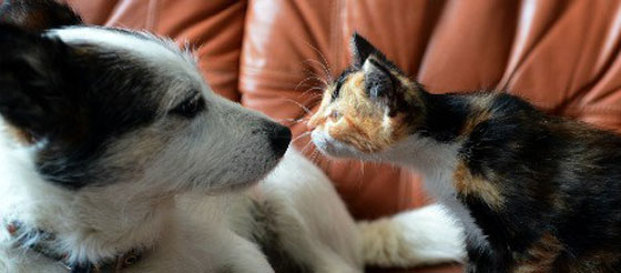 منح الكلاب والقطط حقوقا مساوية لحقوق البشر.. في مدينة اسبانية صورة رقم 2 منح الكلاب والقطط حقوقا مساوية لحقوق البشر.. في مدينة اسبانية صورة رقم 2