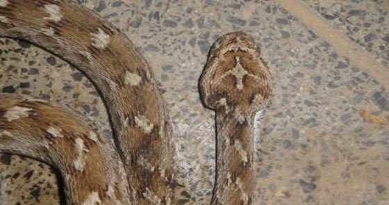 فهد ابو حية.. لدغته افعى فتحول دمه الى علاج مضاد لسم الافاعي صورة رقم 6