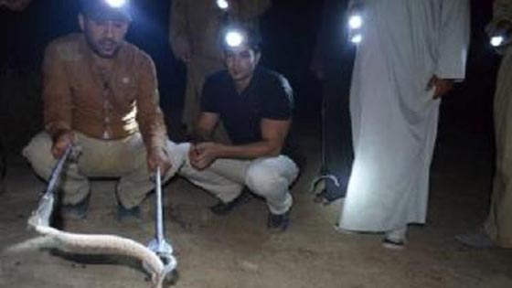 فهد ابو حية.. لدغته افعى فتحول دمه الى علاج مضاد لسم الافاعي صورة رقم 1