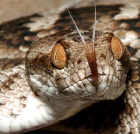 فهد ابو حية.. لدغته افعى فتحول دمه الى علاج مضاد لسم الافاعي صورة رقم 3