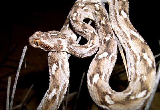 فهد ابو حية.. لدغته افعى فتحول دمه الى علاج مضاد لسم الافاعي صورة رقم 5