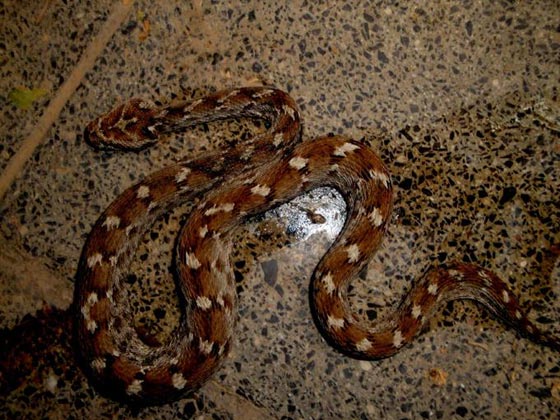 فهد ابو حية.. لدغته افعى فتحول دمه الى علاج مضاد لسم الافاعي صورة رقم 4