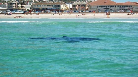 اغلاق اربعة شواطئ في استراليا.. وهذه المرة بقرار من اسماك القرش صورة رقم 1 اغلاق اربعة شواطئ في استراليا.. وهذه المرة بقرار من اسماك القرش صورة رقم 1