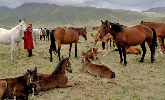 بالصور.. شاهد مهارات محاربي قيرغيزستان في ركوب الخيل صورة رقم 1 بالصور.. شاهد مهارات محاربي قيرغيزستان في ركوب الخيل صورة رقم 1