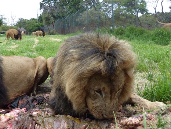سائح متوحش يقتل احد اشهر اسود افريقيا ويقطع رأسه ويسلخ جلده صورة رقم 3