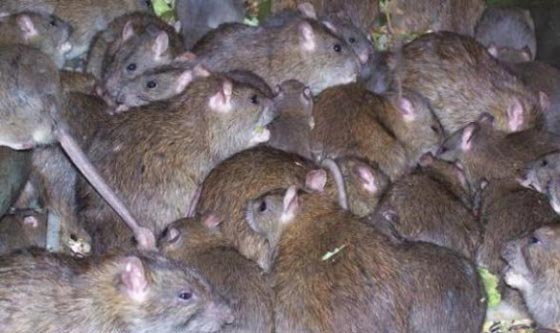 الجرذان قد تغرق تل ابيب مع بدء الحفريات للقطار الخفيف صورة رقم 4