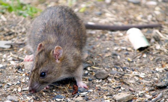 الجرذان قد تغرق تل ابيب مع بدء الحفريات للقطار الخفيف صورة رقم 6