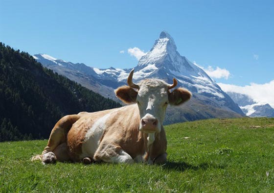 الجيش السويسري يخرق الحدود مع فرنسا من أجل الأبقار العطشى صورة رقم 1