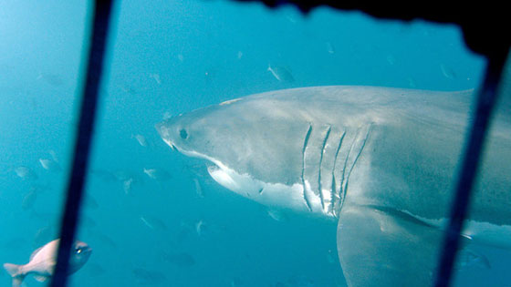 منع تسجيل رقم قياسي عالمي. . بامر من سمكة قرش صورة رقم 1