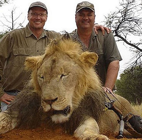 المآسي تطرق باب الاسدين الشقيقين جيريكو وسيسيل وتقضي عليهما خلال ايام!! صورة رقم 2 المآسي تطرق باب الاسدين الشقيقين جيريكو وسيسيل وتقضي عليهما خلال ايام!! صورة رقم 2